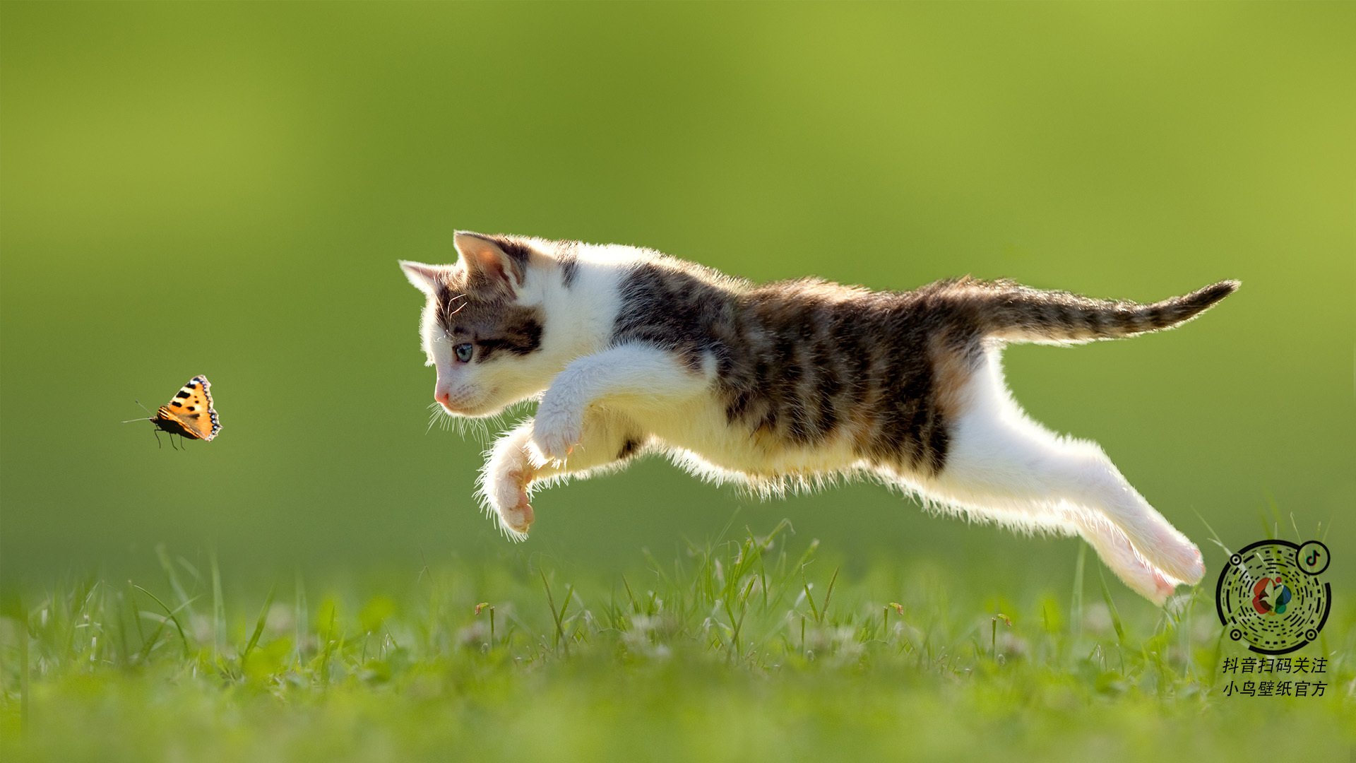 年度焦点之战之夜,戈麦斯,以沉默铁壁定义胜负