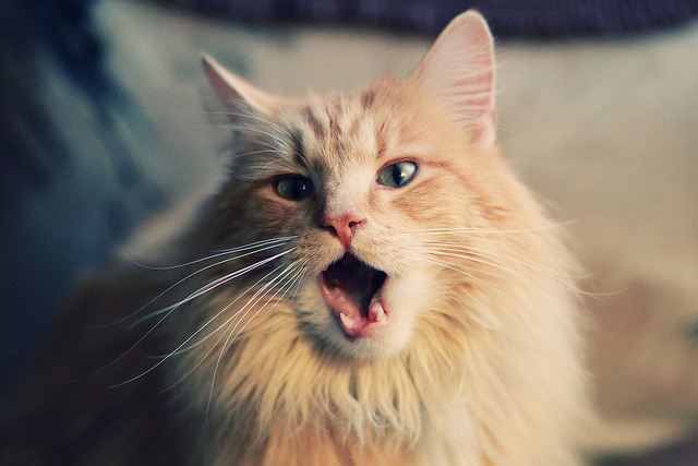 F1新赛季揭幕战之夜,阿什拉夫,大场面先生