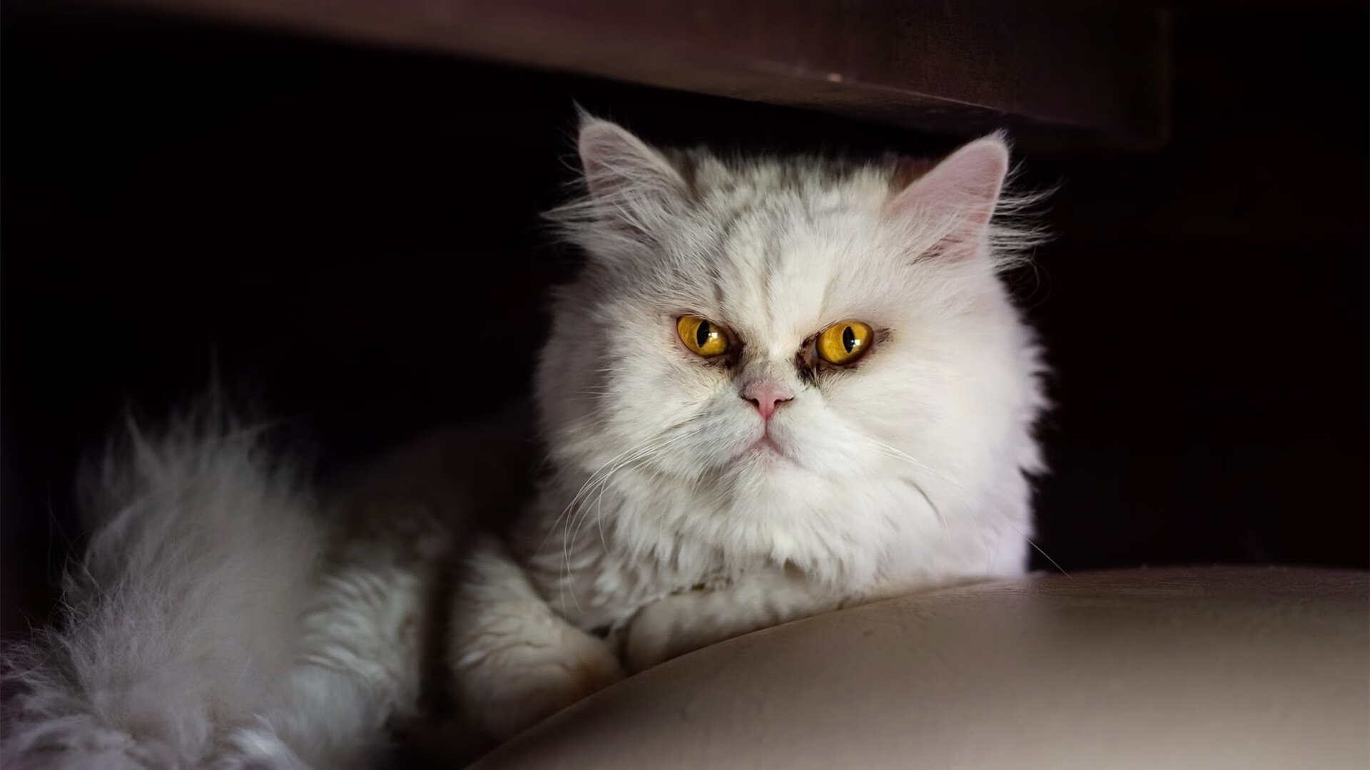 爆冷与接管,吉林队雄鹿之战与马克西的英超传奇—体育世界中的意外与英雄