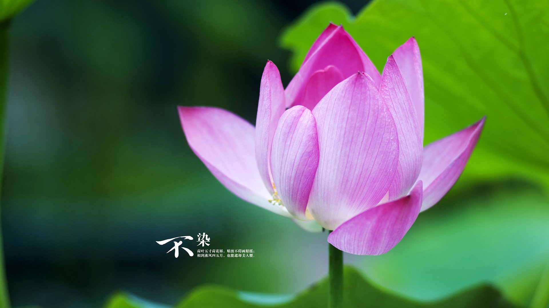 福克斯完美之夜,当国王的黑箭,射穿休斯顿的红色天空