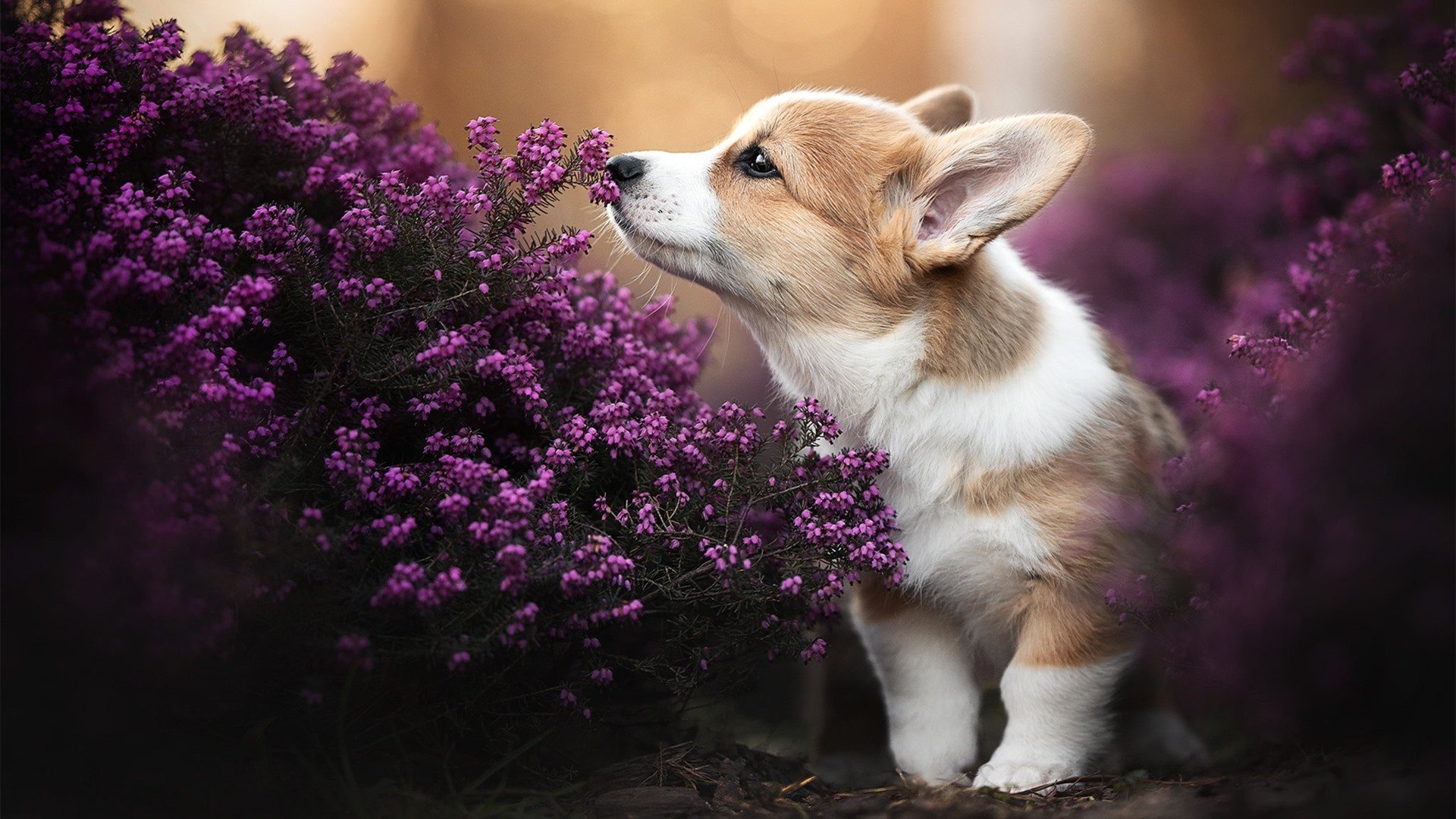 米切尔稳定输出不掉线,开拓者强势拿下新疆队